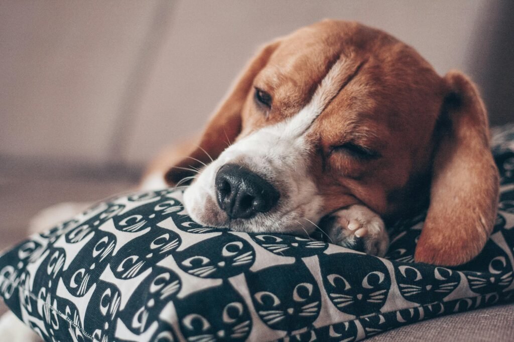 A cute beagle puppy peacefully sleeping on a decorative pillow with cat patterns.